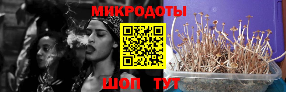 Североуральск  магазин продажи наркотиков  Вход с VPN  Псилоцибиновые грибы Psilocybe  Псилоцибиновые грибы Psilocybine cubensis 